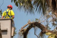Chippers Tree Service image 16